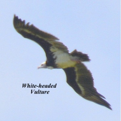 White-headed Vulture